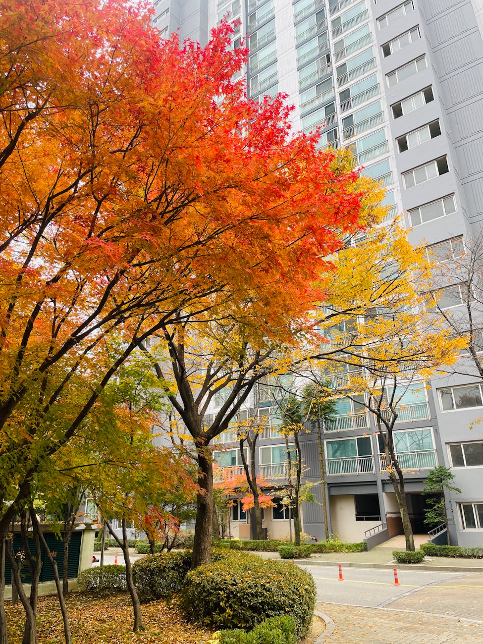 Vibrant autumn foliage in Seoul during fall festival season