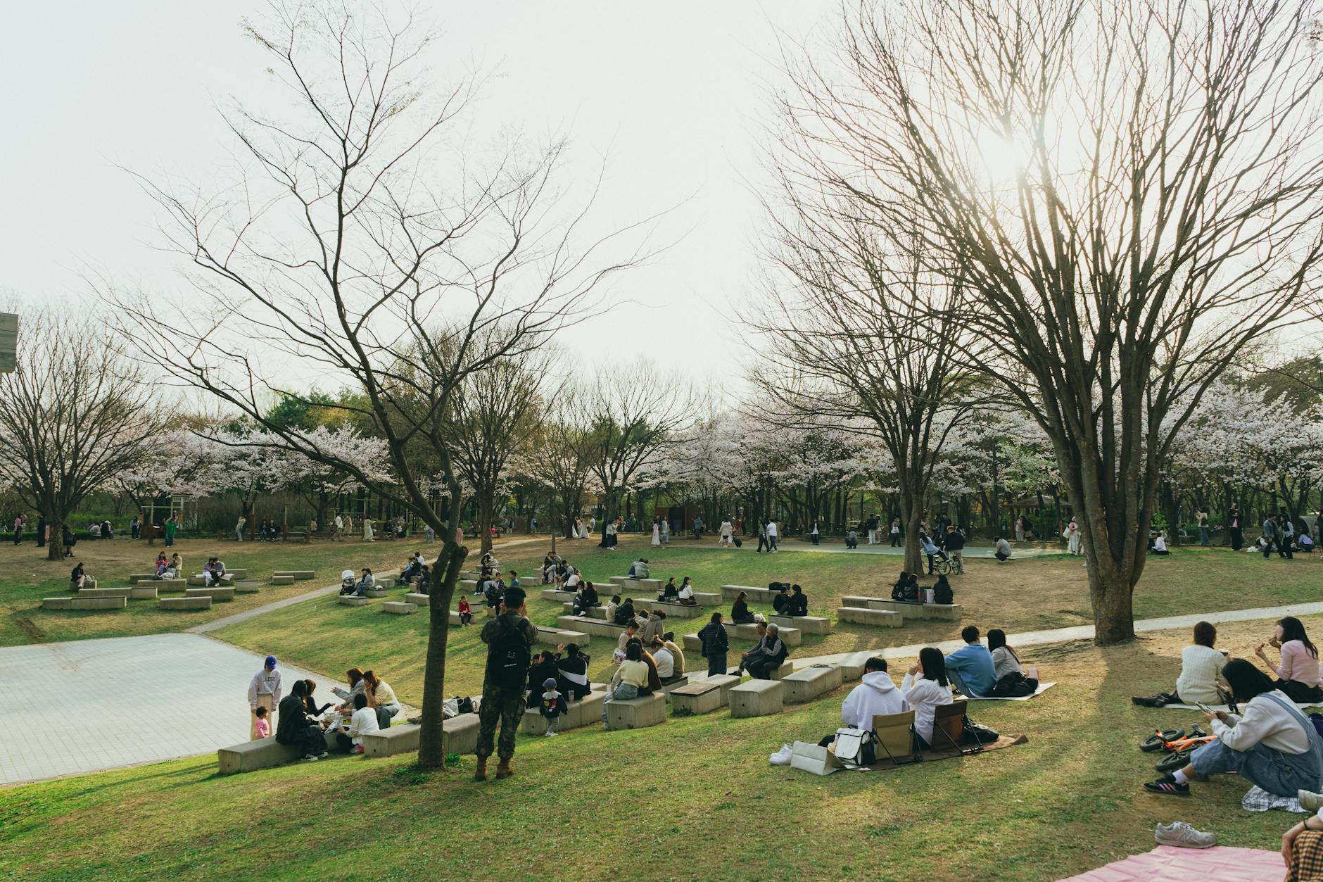 Cherry blossom trees in bloom at a Seoul park in spring