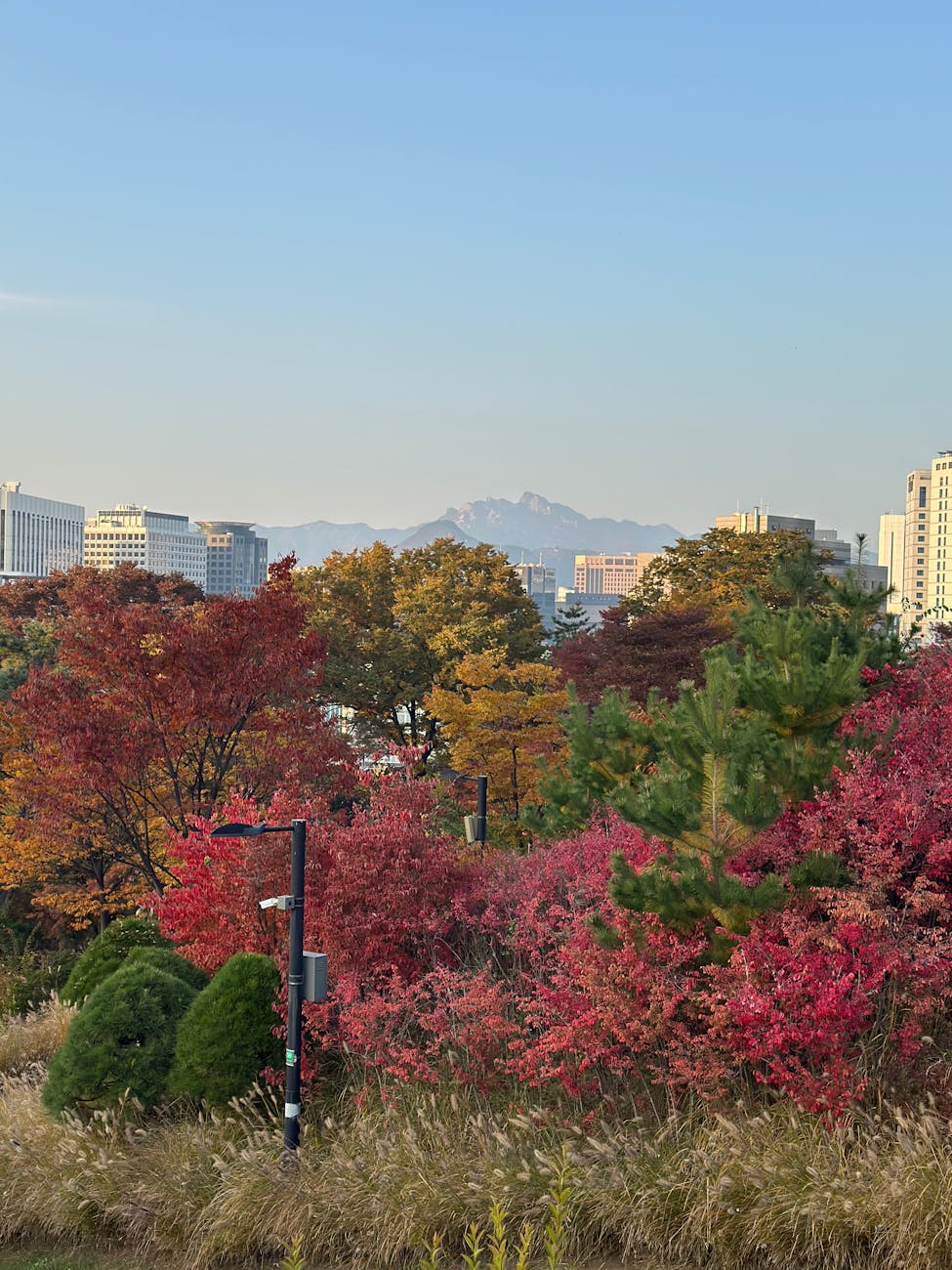 Autumn foliage in a Seoul park with golden and red leaves
