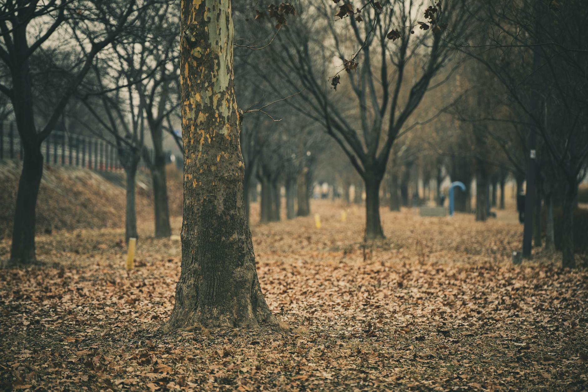 Yeonnam-dong park and cafes, a quiet creative Seoul neighborhood