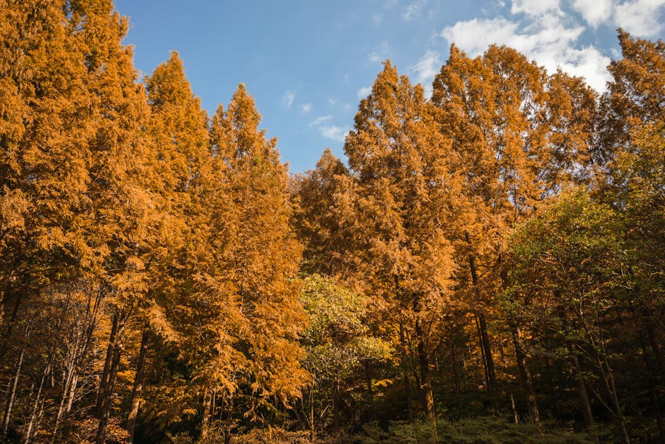 Sunlit autumn forest in Korea Nami Island day trip Day 4