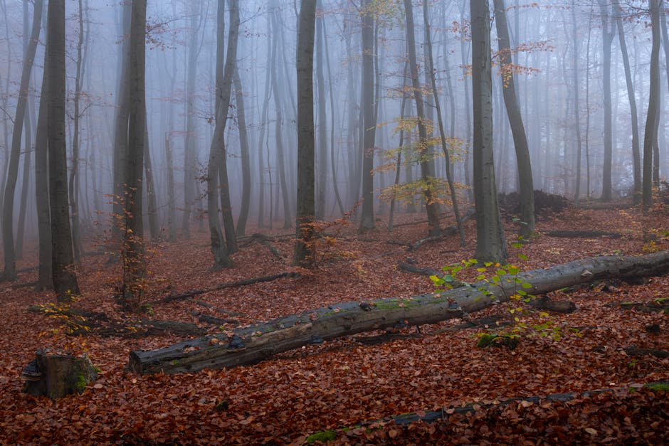 Autumn forest Korea colorful fall foliage seasonal