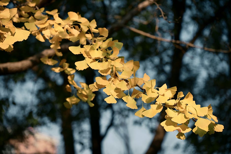 Golden ginkgo tree autumn leaves Seoul Korea fall foliage