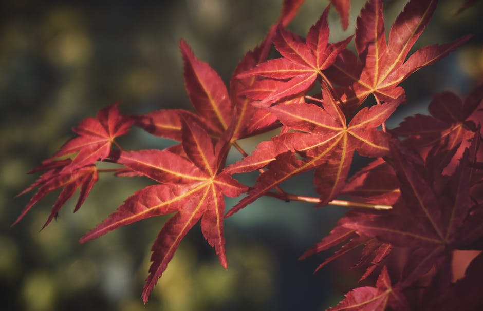 Red maple leaves autumn Korea Seoul fall foliage colorful