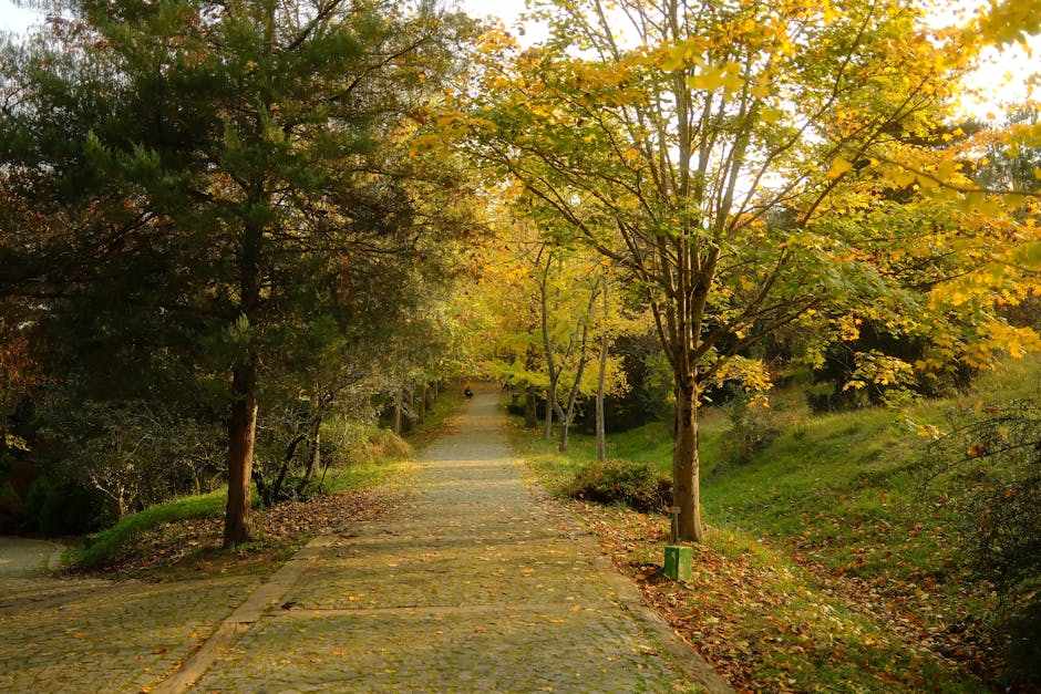 Autumn park path Seoul fall foliage walking trail