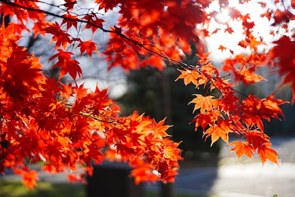 Autumn red maple Korea Seoul fall foliage colorful trees