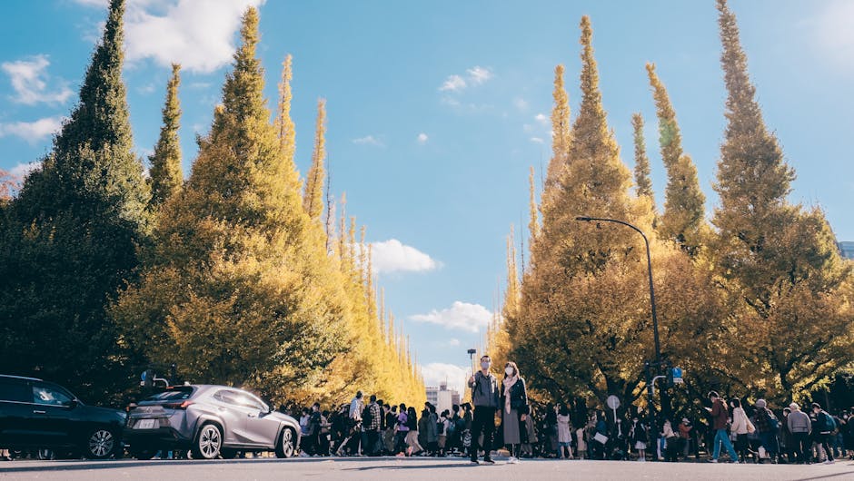 Autumn ginkgo street golden trees Seoul fall sidewalk