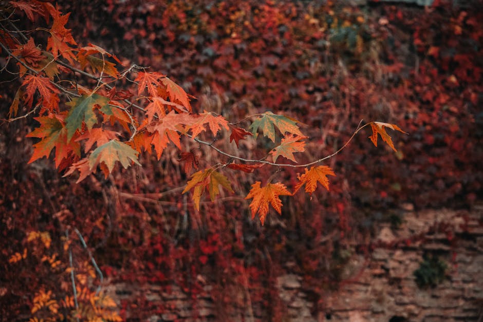 Autumn foliage colorful trees Seoul Korea fall season