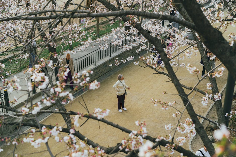 Aerial view of people enjoying cherry blossoms on spring day in Seoul
