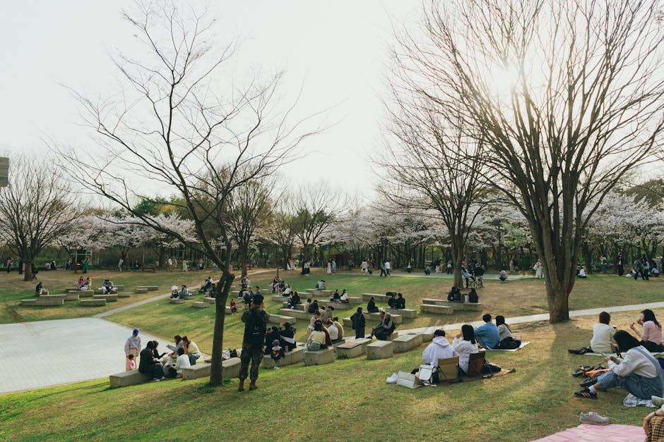 Sunny spring day in a Seoul park surrounded by cherry blossoms