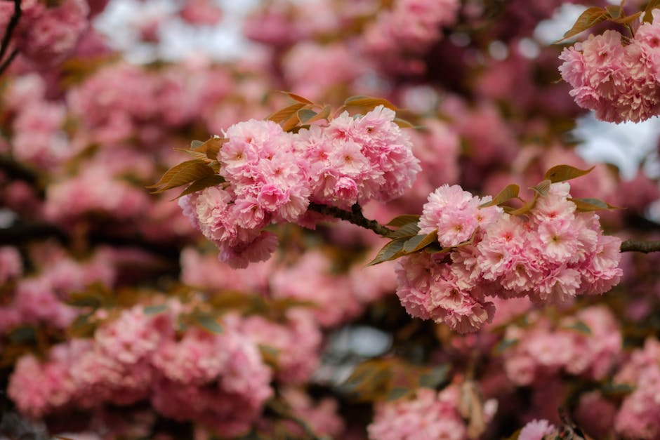 Pink sakura cherry tree branch close-up Seoul spring blossom