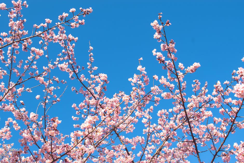 Cherry blossom festival celebration crowds enjoying Seoul spring