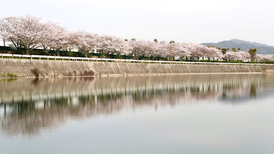 Cherry blossom water reflection Seokchon Lake Seoul spring view