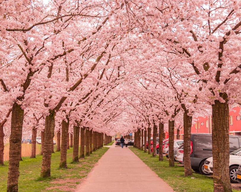 Cherry blossom path Seoul walking trail pink petal Korea