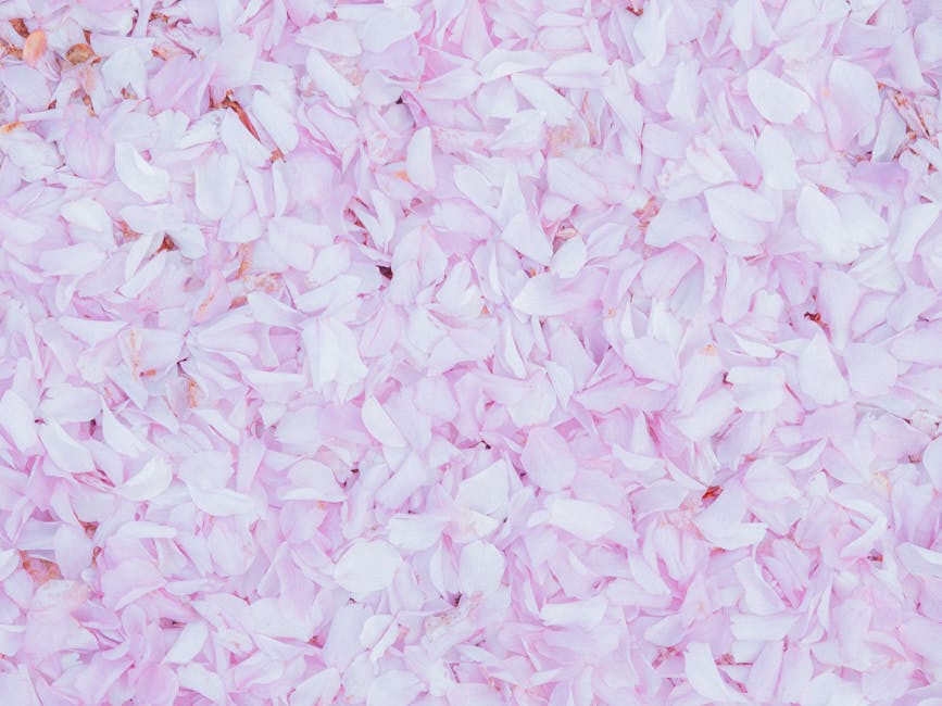Spring sakura petals falling Seoul cherry blossom magical scene