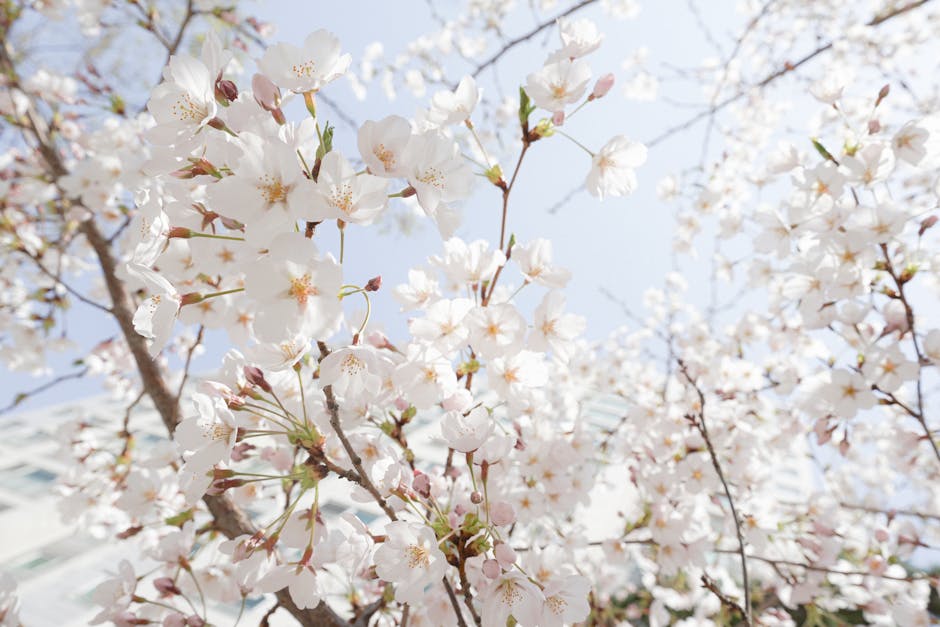 Cherry blossom Seoul Korea pink sakura trees in spring bloom