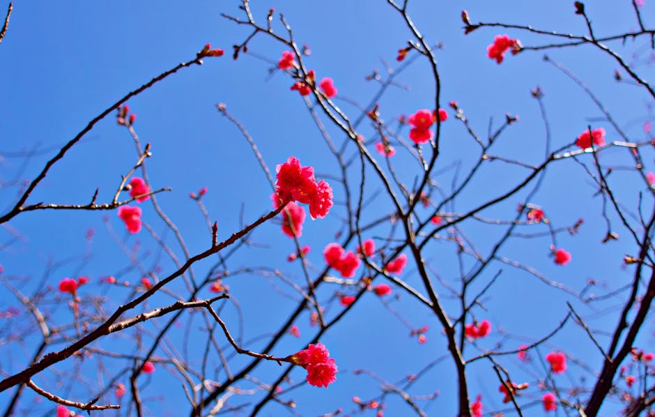 Spring blossom Asia Korea pink sakura blooming season