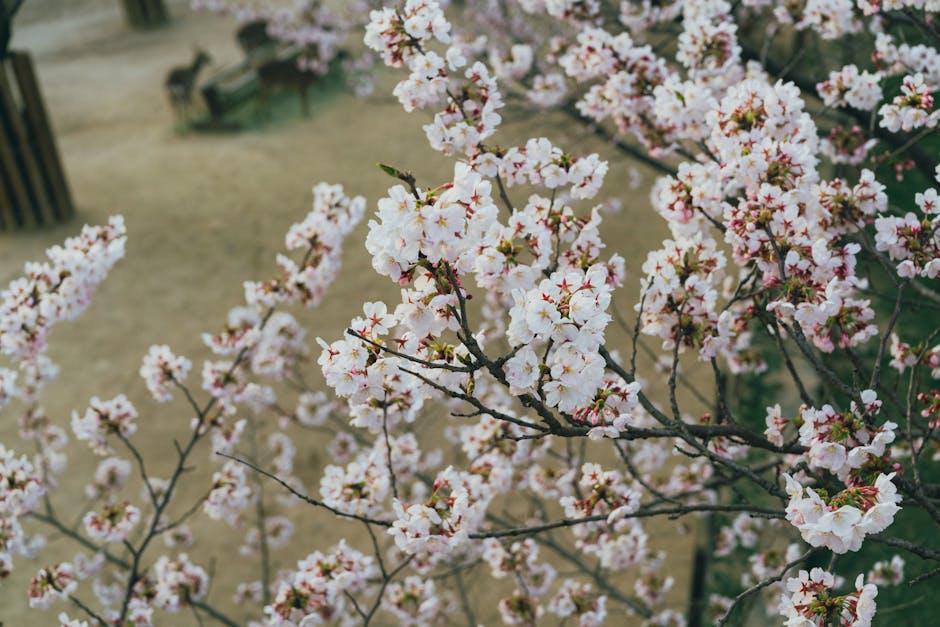 Seoul cherry blossom street tunnel sakura spring 2026