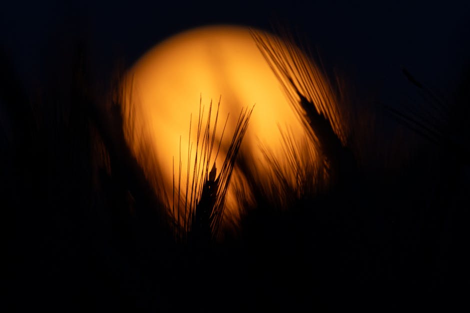 Harvest moon festival Korea Chuseok autumn celebration
