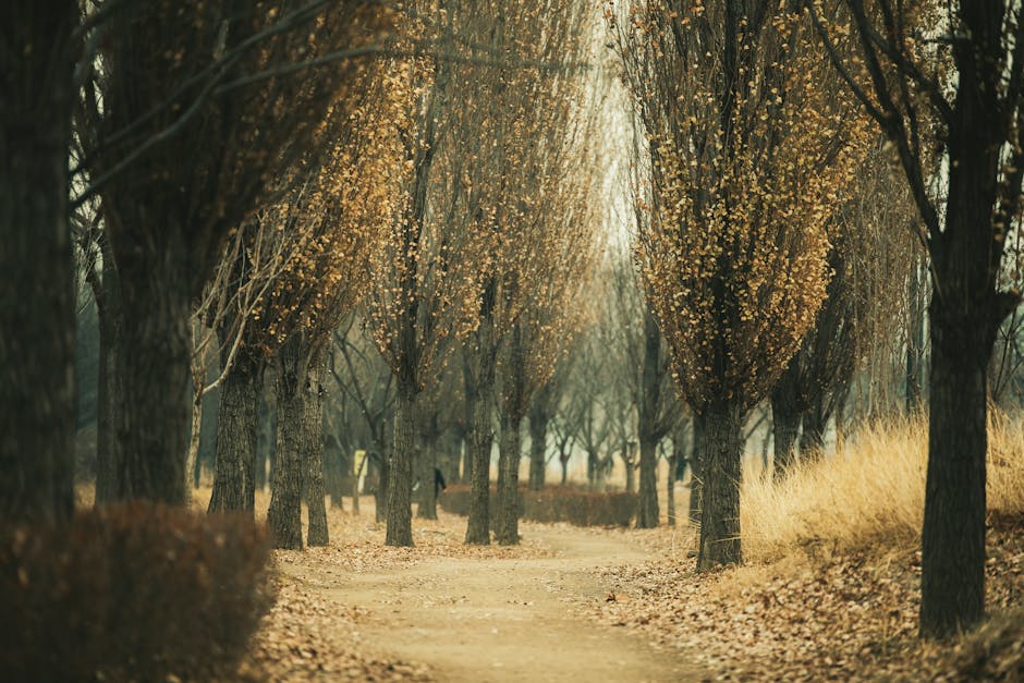 Serene autumn pathway lined with trees in Korea Nami Island ambiance