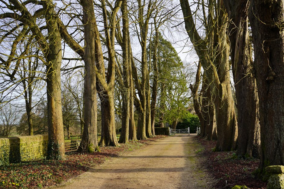 Peaceful dirt path lined with tall leafless trees winter Nami Island