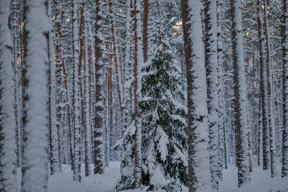 Winter forest snow Korea Seoul mountain seasonal view