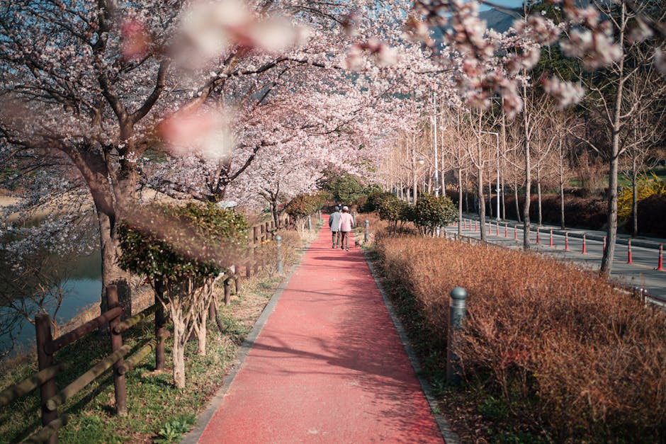 Couple walking down cherry blossom path on sunny day in Korea