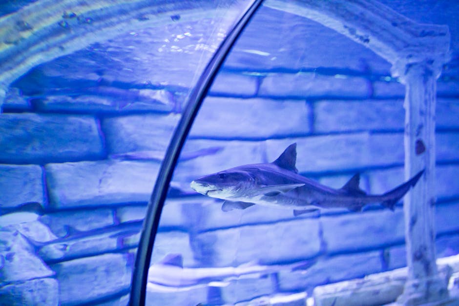 Shark swimming through an underwater tunnel at a Seoul aquarium