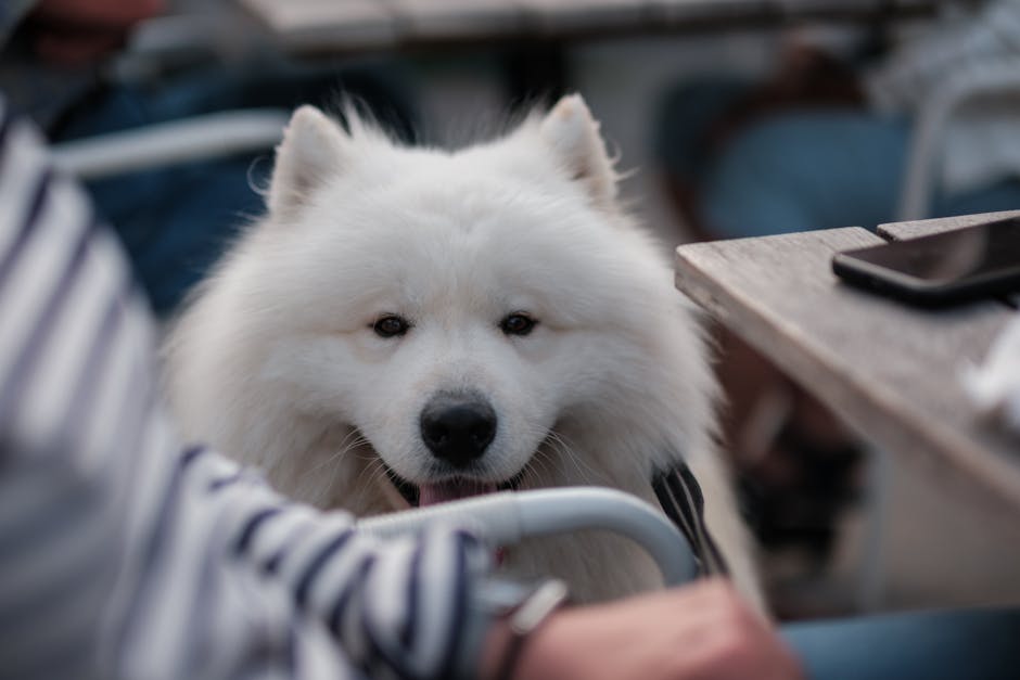 Dog cafe friendly puppies themed cafe Seoul Korea visit