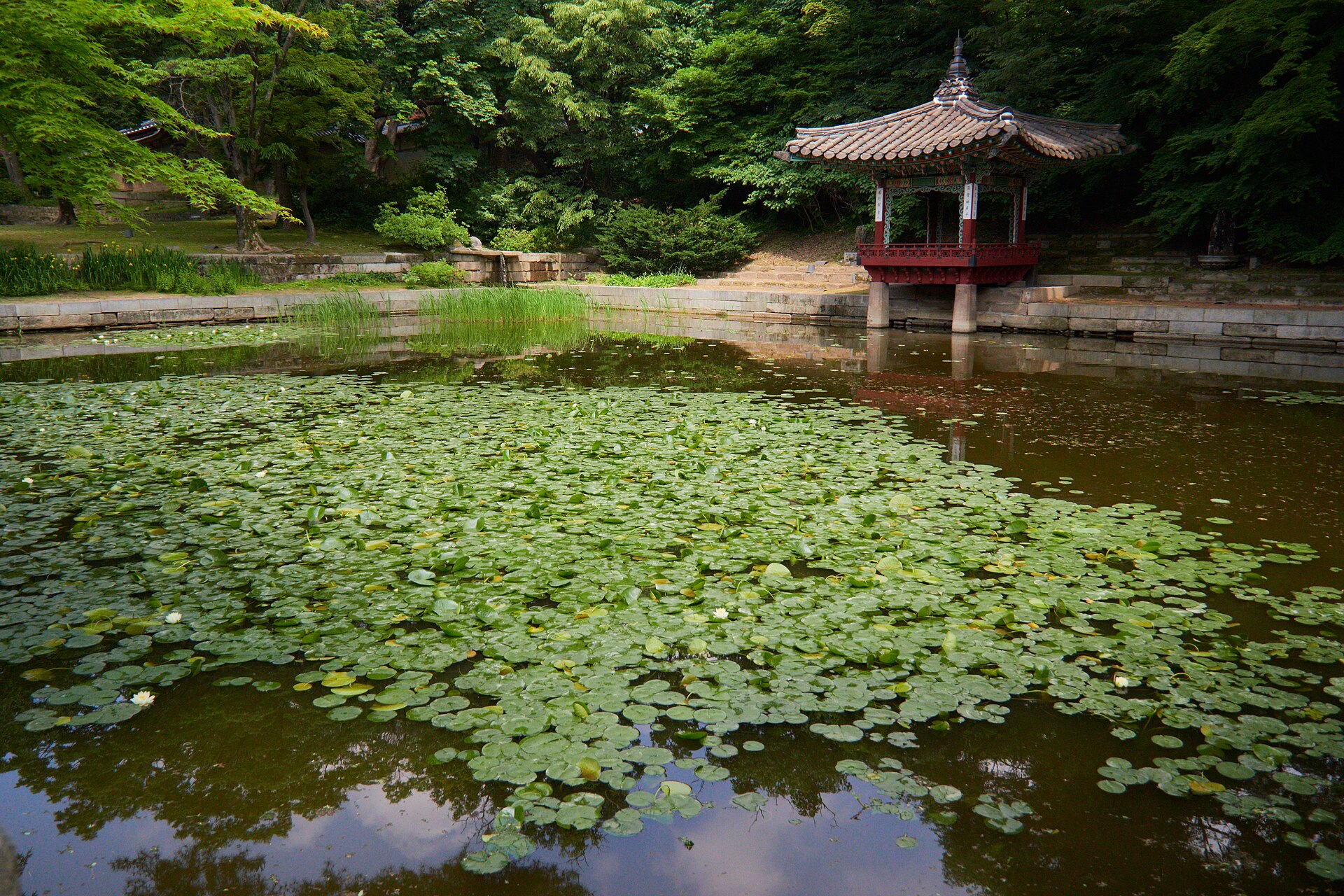 A still pond covered in lily pads with a small raised pavilion at its far edge, surrounded by dense green trees in the Secret Garden