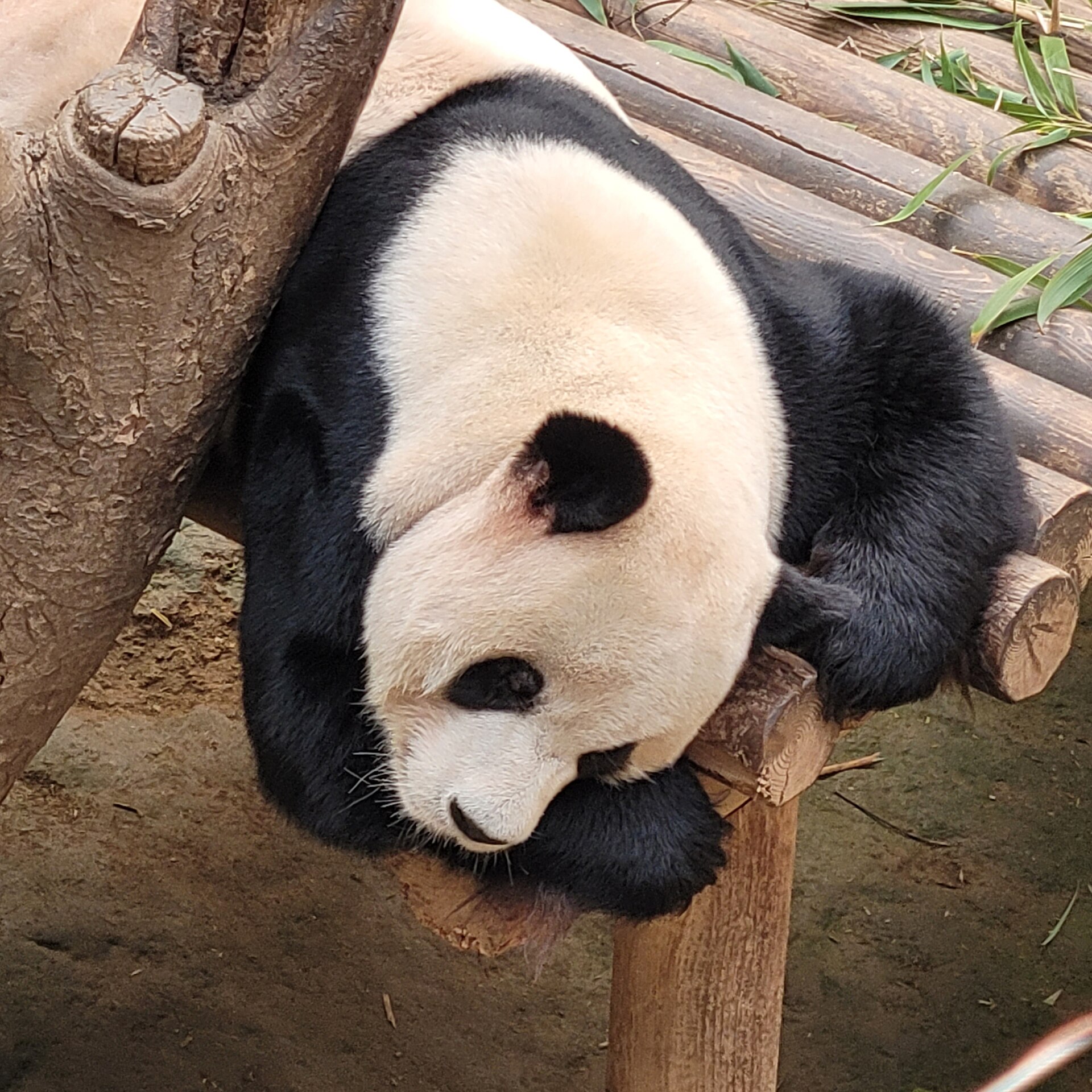 A giant panda asleep with its head resting on a wooden log in its enclosure at Everland