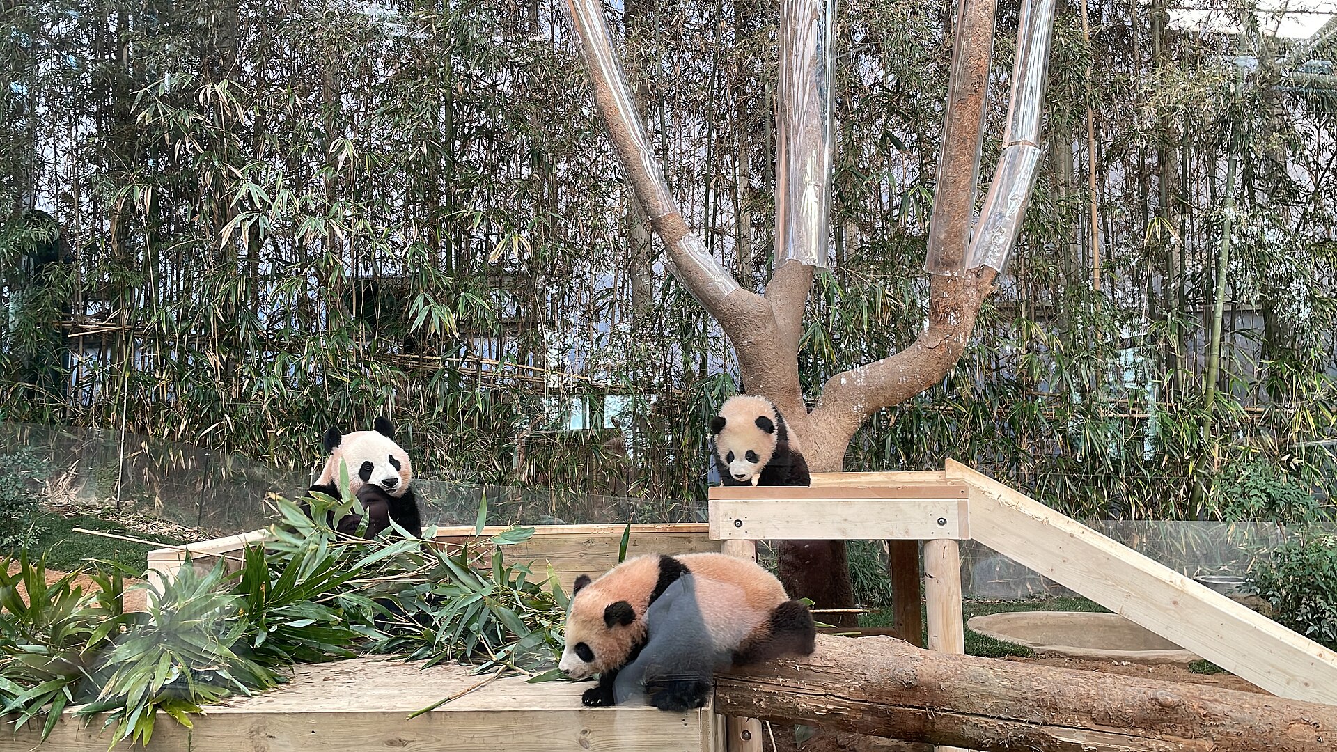 Three giant pandas eating bamboo on wooden platforms in an enclosure with bamboo and a tree trunk behind