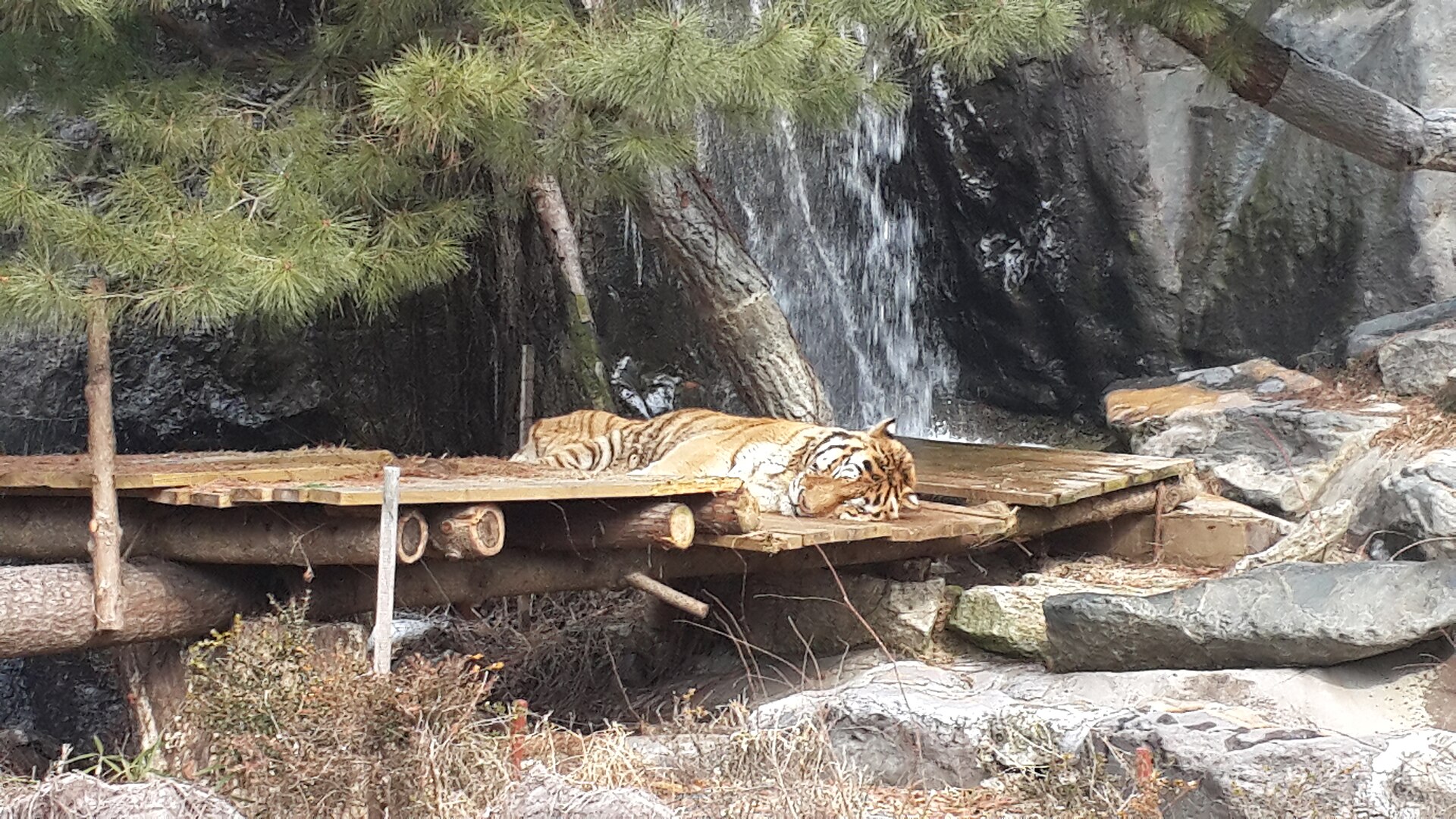 A tiger lying asleep on a wooden platform among rocks and pine trees beside a small waterfall in Everland's safari area