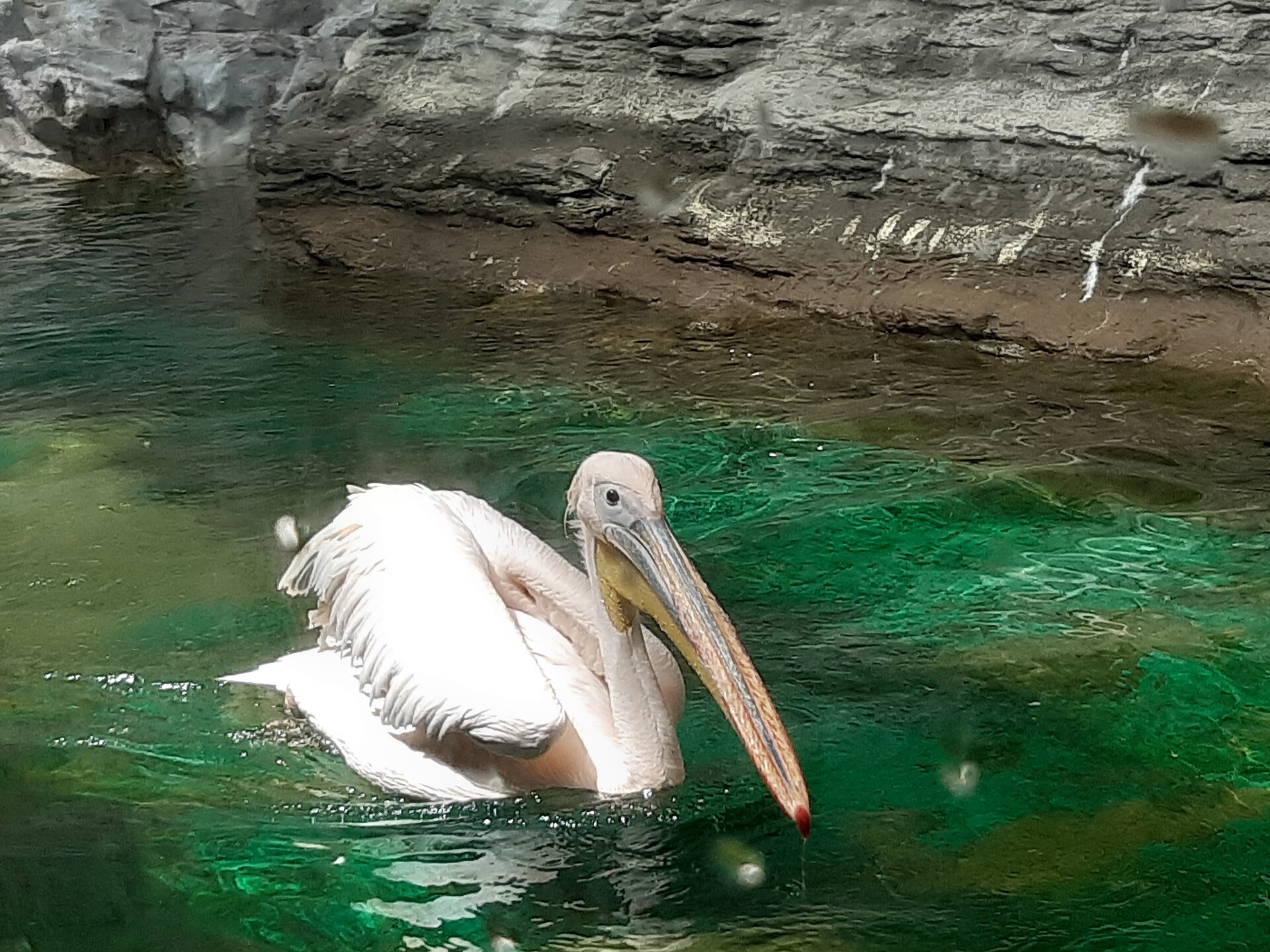 White pelican swimming in green water at the zoo in Seoul Children's Grand Park