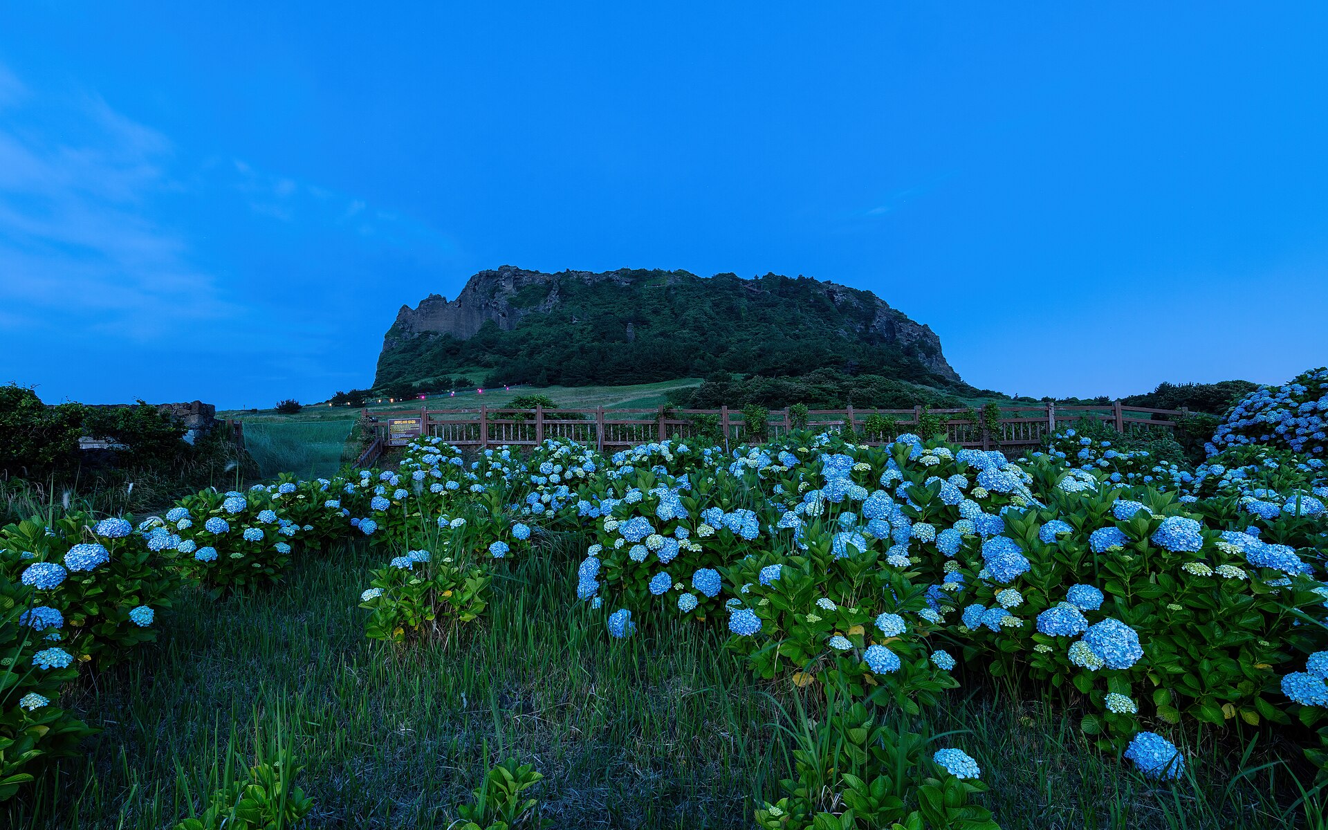 Blue hydrangeas in the foreground with the flat-topped green crater of a volcanic tuff cone behind them at dusk